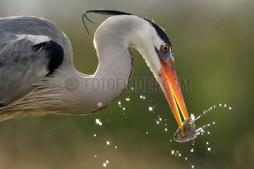 Grey Heron with a fish in its beak - Hungary