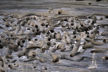 Morceau de bois échoué creusé par des tarets en mer Mexique