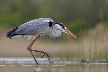 Grey Heron on the lookout in a pond - Hungary