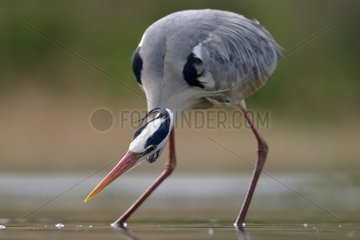 Grey Heron on the lookout in a pond - Hungary