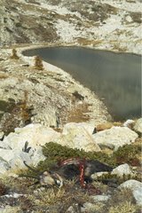 Chamois getötet und gegessen von Wolves Mercantour National Park
