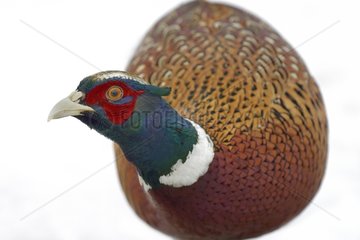 Ring-necked pheasant in snow in winter - France