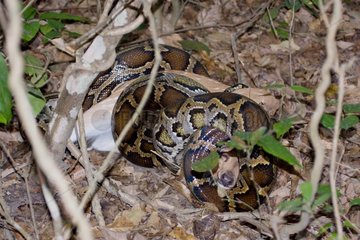 Asiatic Rock Python with Axis deer in Bardia NP Nepal