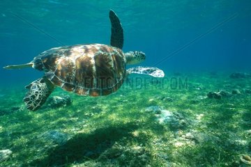 Grüne Schildkröte schwimmen über dem Ngouja Mayotte Platier
