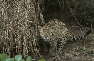 Jaguar au bord d'une rivière Pantanal Brésil