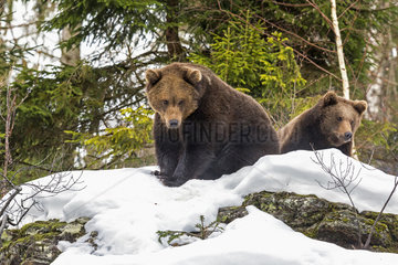 Brown Bears (Ursus arctos) sitting in the snow  Sneznik Reserve  Slovenia