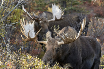 Alaskan Moose (Alces alces gigas) males  Denali National Park  Alaska  USA