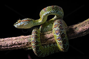 Blotched palm-pit viper Bothriechis supraciliaris)  endemic Costa Rica