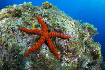 Red starfish (Echinaster sepositus) on the bottom  La Palma  Canary Islands.