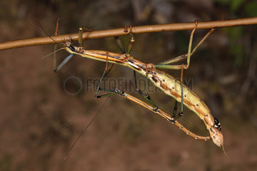 Madagascar Stick insect (Leiophasma nigrolineatum) mating  Andasibe  Perinet  Alaotra-Mangoro Region  Madagascar