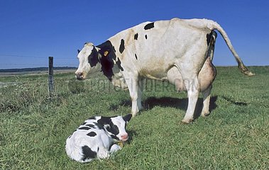 Holstein Kuh und sein Kalb mit dem Park Frankreich