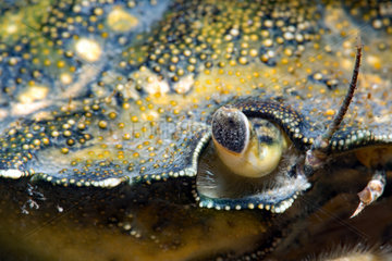 Green crab (Carcinus maenas) detail  Around the Island of Oleron  Atlantic Ocean  France