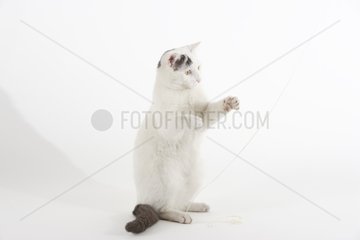Domestic Cat playing with string