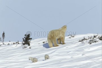 Femelle d'ours polaire avec ses jeunes dans neige Churchill