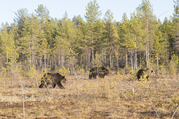 Brown bear (Ursus arctos) couple before mating session in forest  Finland