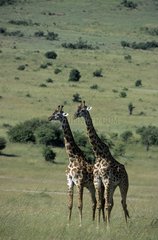 Masai Giraffes in savanna Masai Mara Kenya