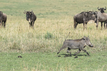 Eastern wildebeest (Connochaetes taurinus albojubatus and Warthog (Phaecochoerus aethiopicus) female fleeing in front of cheetahs  Masai-Mara Reserve  Kenya