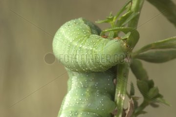 Caterpillar of Olive Bee Hawk moth eating a woodruff leaf
