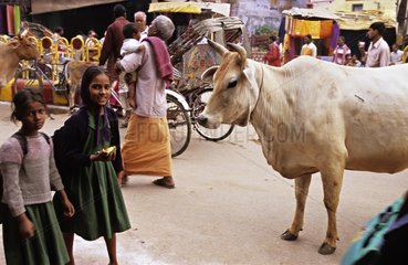 Heilige Kuh in den StraÃŸen von Benares India