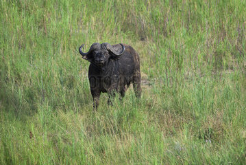 African Buffalo (Syncerus Caffer) in savanna  South Africa  Kruger national park