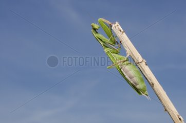 Mediterranean Praying Mantis Spain