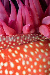 Strawberry anemone (Actinia fragacea) detail  Around the Island of Oleron  Atlantic Ocean  France