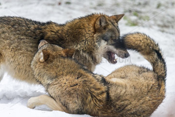 European Wolf (Canis lupus) in the snow  Sneznik Reserve  Slovenia