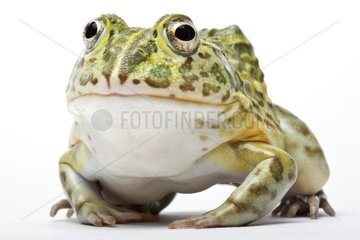 African Bullfrog in studio