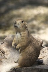 Close-up of a Black-tailed prairie dog France
