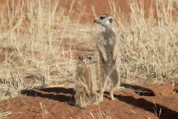 Meerkat or suricate (Suricata suricatta)  adult and young  Kalahari Desert  South African Republic