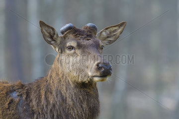 Portrait of Red Deer (Cervus elaphus) male in spring  Hessen  Germany