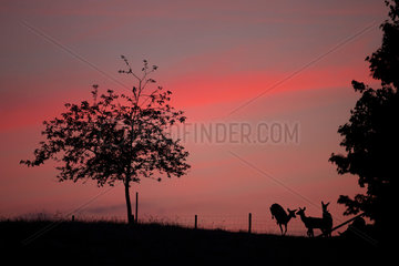 Red Deer (Cervus elaphus) hinds jumping over a fence at dusk  Ardennes  Belgium