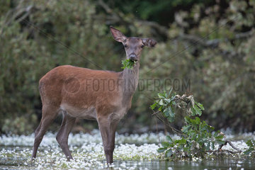 Red Deer (Cervus elaphus) hind eating leaves in water  Ardennes  Belgium