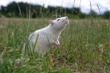 Rat domestique blanc dans un champ