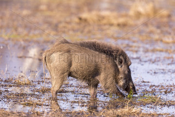 Indian wild boar (Sus scrofa)  Ranthambore National Park  Rajasthan  India