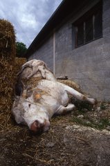 Kuh Charolais und sein Kalb tot von Tuberkulose Frankreich