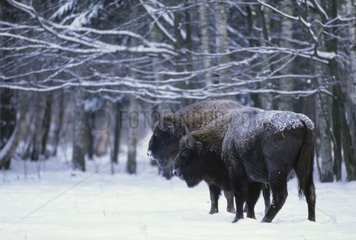 Bisons d'Europe dans la neige Forêt de Bialowieza