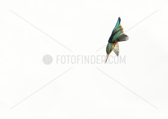 Kingfisher (Alcedo atthis) female diving  England