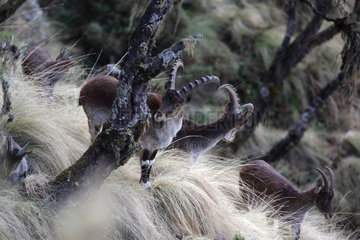 Walia ibex (Capra wallie)  Simien Park  Chennek region  Ethiopia