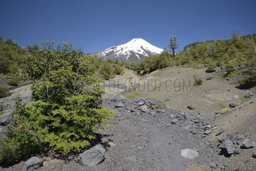 Villarrica volcano  view of the surroundings of Pucon  Parque Nacional Villarrica  IX Region of Araucania  Chile