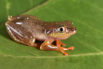 Madagascar Reed Frog (Heterixalus madagascariensis) with its nighttime colors  Andasibe  Perinet  Alaotra-Mangoro Region  Madagascar