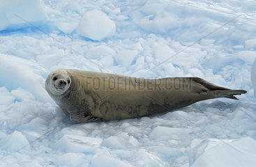 Crabeater seal (Lobodon carcinophaga) on iceberg  Antarctic Peninsula