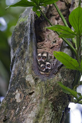 Panamanian Night Monkeys (Aotus zonalis)  pair in roosting hole  Gamboa  Panama  July