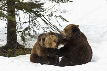Brown Bear (Ursus arctos) playing in the snow  BayerischerWald  Germany