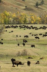 Bison Roundup Custer State Park Black Hills South Dakota