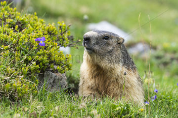 Portrait of Alpine Marmot (Marmota marmota)  Vanoise  Alps  France