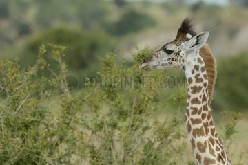 Young Giraffe eating leaves Ngorongoro Tanzania