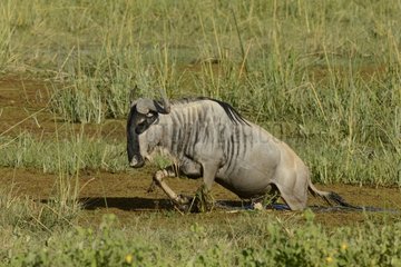 Blue Wildebeest out of a swamp Amboseli Kenya