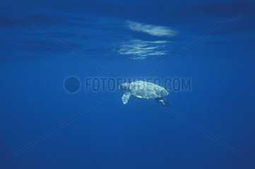 Turtle swimming only in the sea