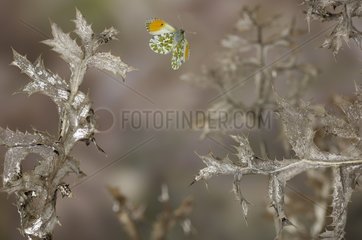 Orange Tip flying at the end of the winter France